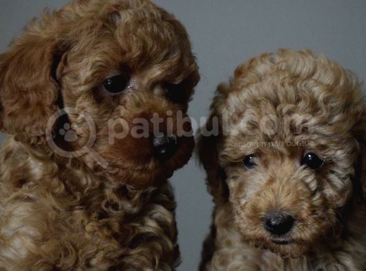 Minyatür Poodle