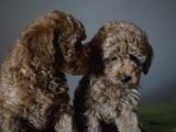 Minyatür Poodle