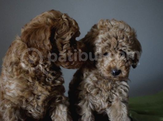 Minyatür Poodle görsel