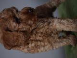 Minyatür Poodle