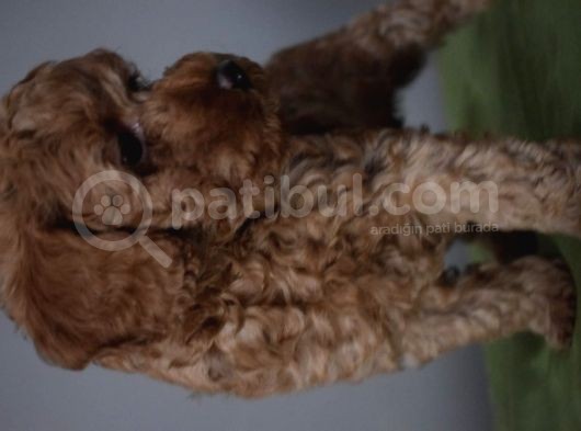 Minyatür Poodle görsel