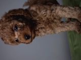 Minyatür Poodle