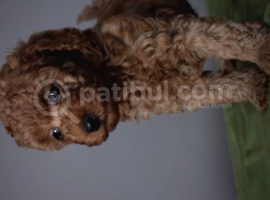 Minyatür Poodle görsel