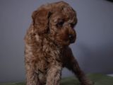 Minyatür Poodle