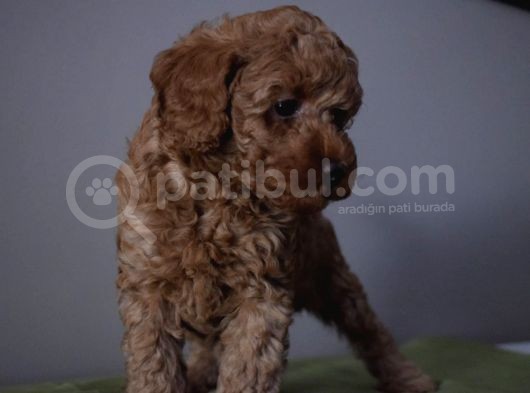 Minyatür Poodle görsel