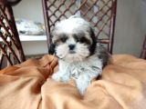 Mini Boy Shih Tzu Yavrularımız