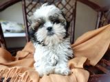 Mini Boy Shih Tzu Yavrularımız