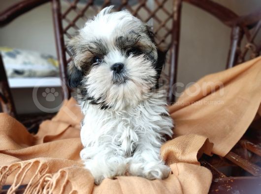 Mini Boy Shih Tzu Yavrularımız görsel