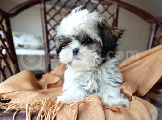 Mini Boy Shih Tzu Yavrularımız görsel