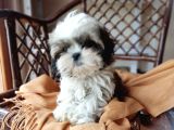 Mini Boy Shih Tzu Yavrularımız
