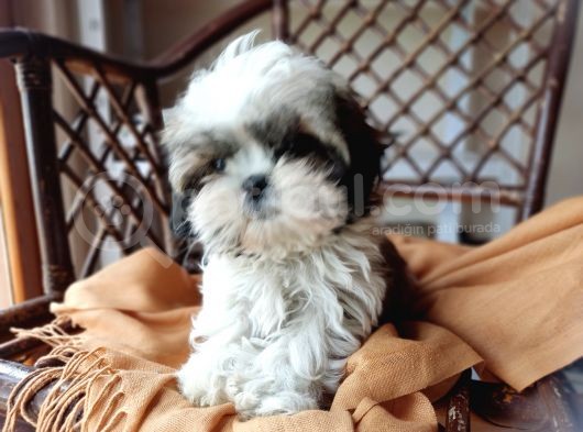 Mini Boy Shih Tzu Yavrularımız görsel