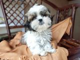 Mini Boy Shih Tzu Yavrularımız