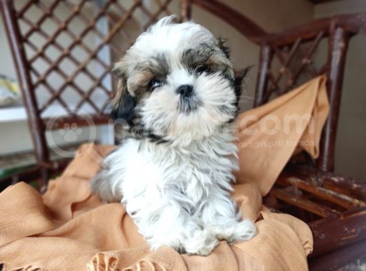 Mini Boy Shih Tzu Yavrularımız görsel