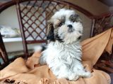 Mini Boy Shih Tzu Yavrularımız