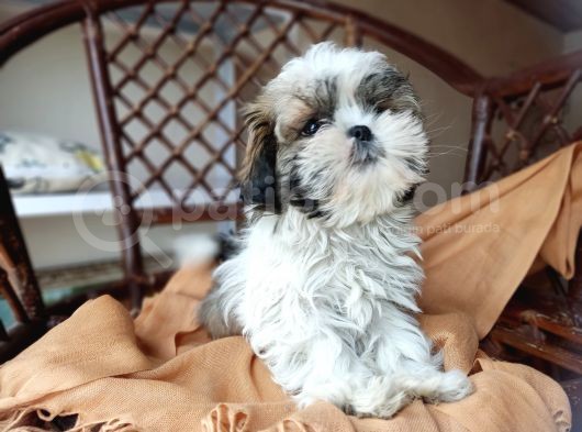 Mini Boy Shih Tzu Yavrularımız görsel