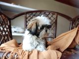 Mini Boy Shih Tzu Yavrularımız
