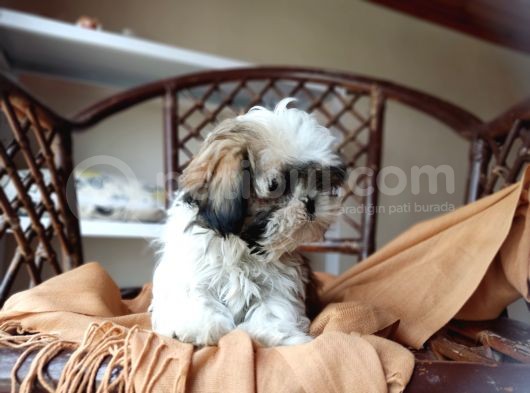 Mini Boy Shih Tzu Yavrularımız görsel