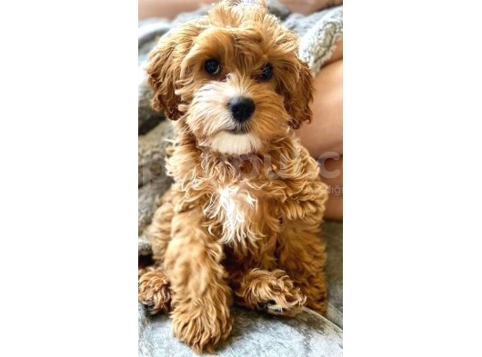 Cockapoo Tüy Dökmez Orjinal Safkan A Kalite görsel