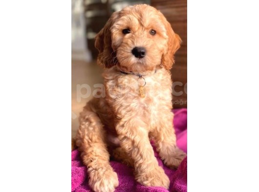 Cockapoo Tüy Dökmez Orjinal Safkan A Kalite görsel