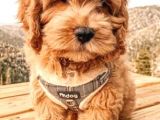 Cockapoo tüy dökmez Orjinal safkan a kalite