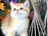 Show Kalite British Shorthair Golden