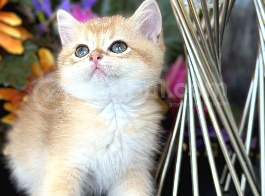 Show Kalite British Shorthair Golden görsel