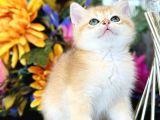 Show Kalite British Shorthair Golden