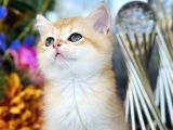 Show Kalite British Shorthair Golden