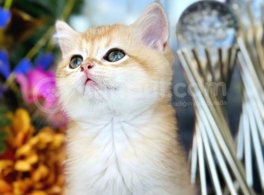 Show Kalite British Shorthair Golden görsel