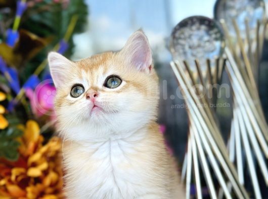 Show Kalite British Shorthair Golden görsel