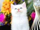 Show Kalite British Shorthair Golden