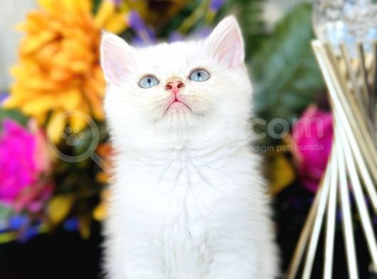 Show Kalite British Shorthair Golden görsel