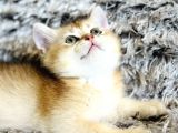 Show Kalite British Shorthair Golden