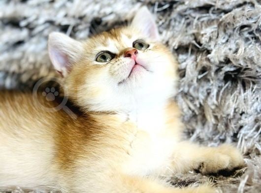 Show Kalite British Shorthair Golden görsel