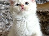 Show Kalite British Shorthair Golden