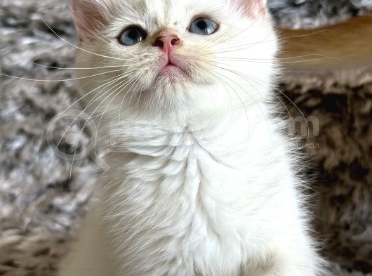 Show Kalite British Shorthair Golden görsel