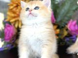 Show Kalite British Shorthair Golden