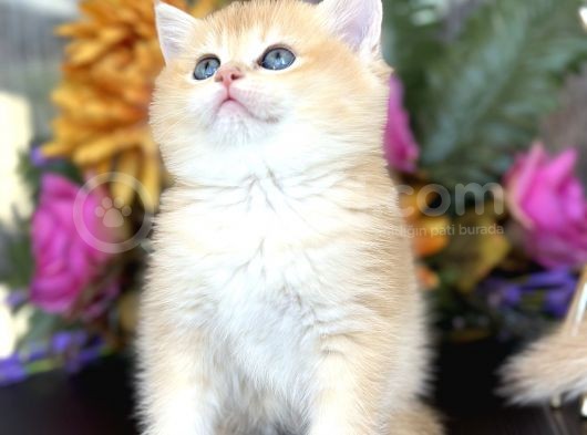 Show Kalite British Shorthair Golden görsel