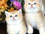 Show Kalite British Shorthair Golden