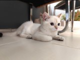 British Shorthair Yavru Kedimizi Sahiplendiriyoruz