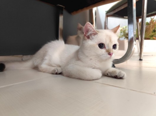British Shorthair Yavru Kedimizi Sahiplendiriyoruz görsel
