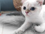 British shorthair yavru kedimizi sahiplendiriyoruz