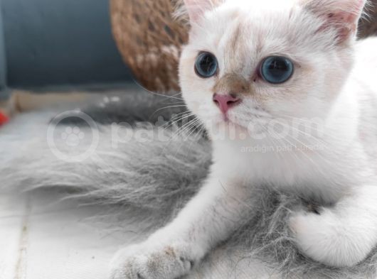 British Shorthair Yavru Kedimizi Sahiplendiriyoruz