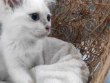 British Shorthair Yavru Kedimizi Sahiplendiriyoruz