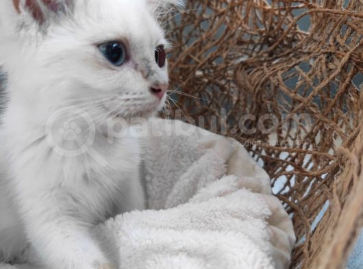British Shorthair Yavru Kedimizi Sahiplendiriyoruz görsel