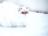 British Shorthair Yavru Kedimizi Sahiplendiriyoruz