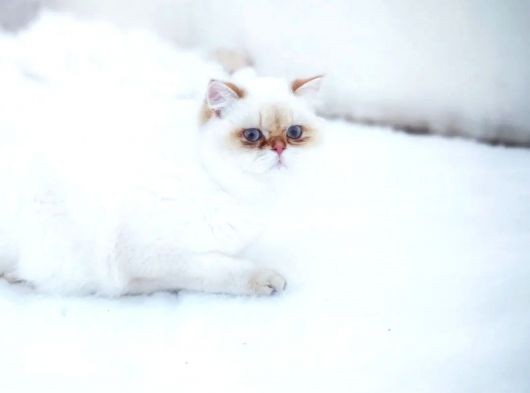 British Shorthair Yavru Kedimizi Sahiplendiriyoruz görsel