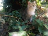 British Shorthair Yavru Kedimizi Sahiplendiriyoruz