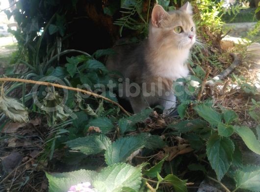 British Shorthair Yavru Kedimizi Sahiplendiriyoruz görsel
