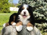 Fci Şecereli Bernese Mountain Dog